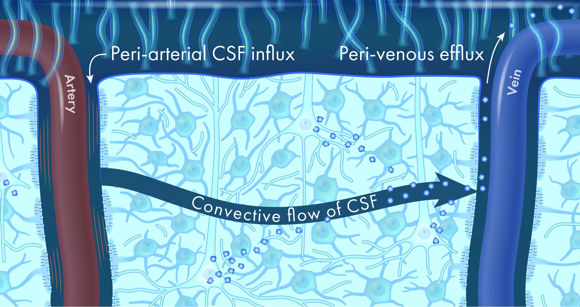 glymphatic_flow_illustration.jpg